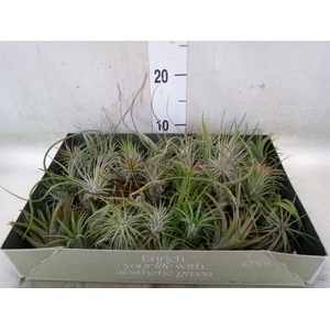 Tillandsia