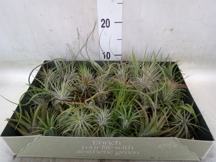 <h4>Tillandsia</h4>