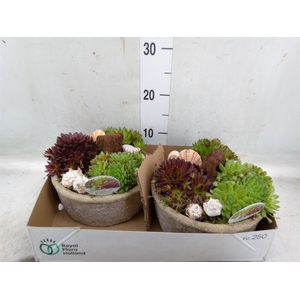 Arr.  Sempervivum L%