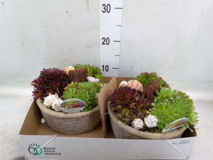 <h4>Arr.  Sempervivum L%</h4>