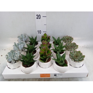 Succulents ...mix 5