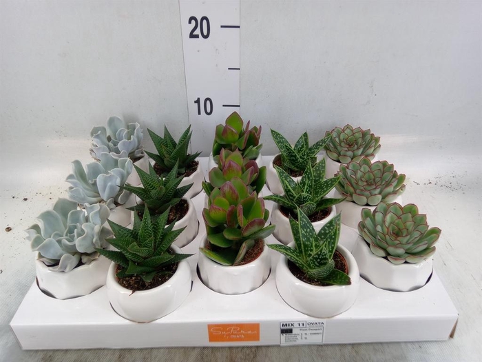 <h4>Succulents   ...mix 5</h4>