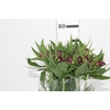 ALSTROEMERIA NAPOLI 080 CM