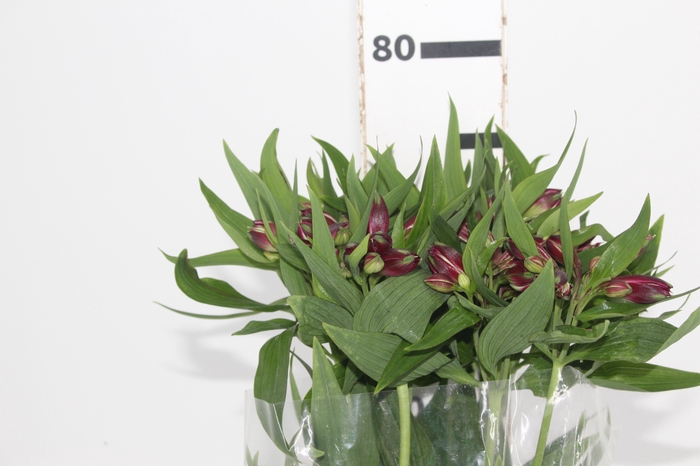 <h4>ALSTROEMERIA POMPEII 080 CM</h4>