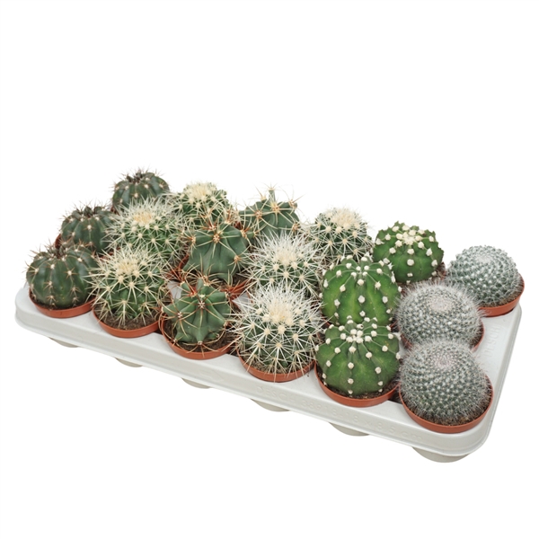 <h4>Bolcactus mix 8,5 cm</h4>
