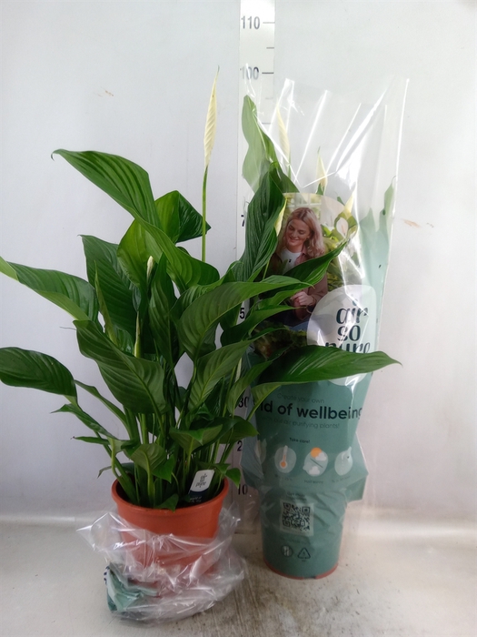 <h4>Spathiphyllum  'Sweet Lauretta'</h4>