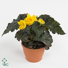 Begonia tub. Red