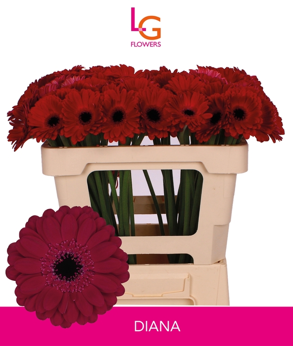 <h4>GE MI DIANA</h4>