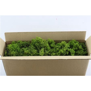 Mos Reindeer Moss Green 500gr