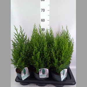 Juniperus chinensis 'Stricta'