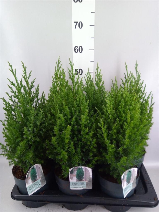 <h4>Juniperus chinensis 'Stricta'</h4>