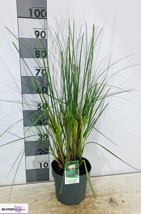 <h4>CORTA SELLOANA</h4>