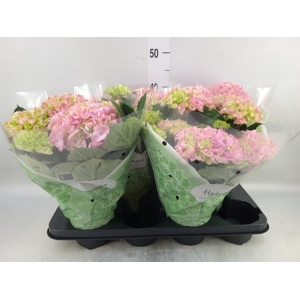 Hydrangea mac. 'Hi River'