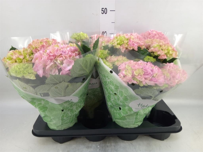 <h4>Hydrangea mac. 'Hi River'</h4>