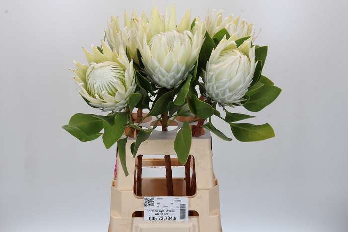 <h4>Protea Cyn. Ayoba Arctic Ice</h4>