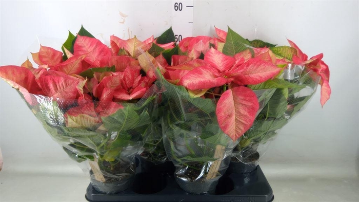 <h4>Euphorbia pulc. 'Premium Ice Cryst'</h4>