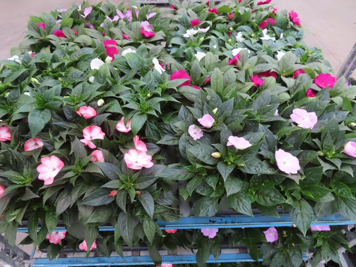 <h4>IMPAT NG MIXK 4 KL</h4>