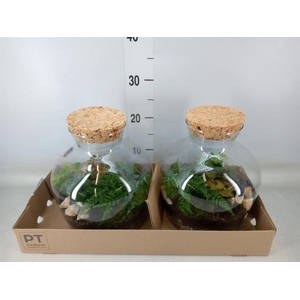 Arr.   Kamerplant Groen H%