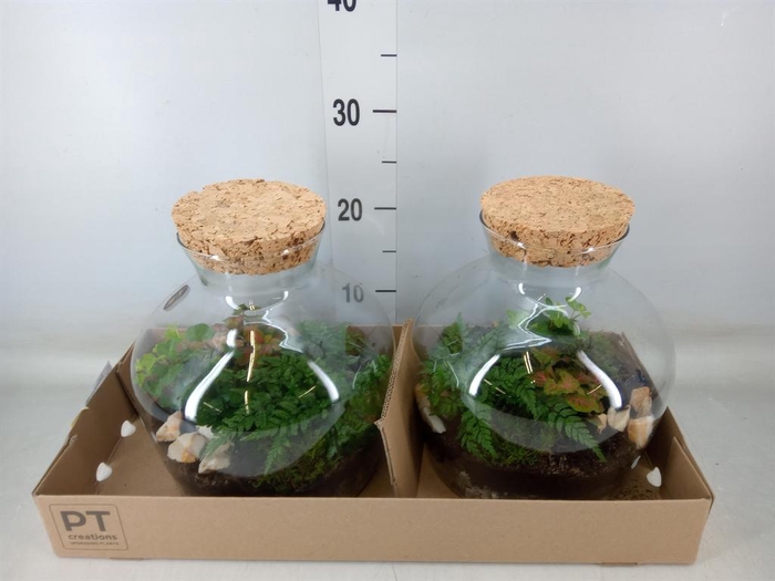 <h4>Arr.   Kamerplant Groen H%</h4>