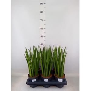 Sansevieria cyl.  ...