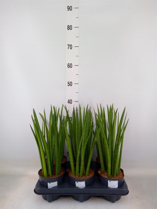 <h4>Sansevieria cyl.  ...</h4>