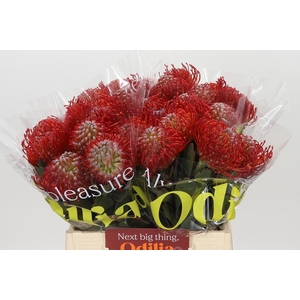 Nutans Ayoba Red