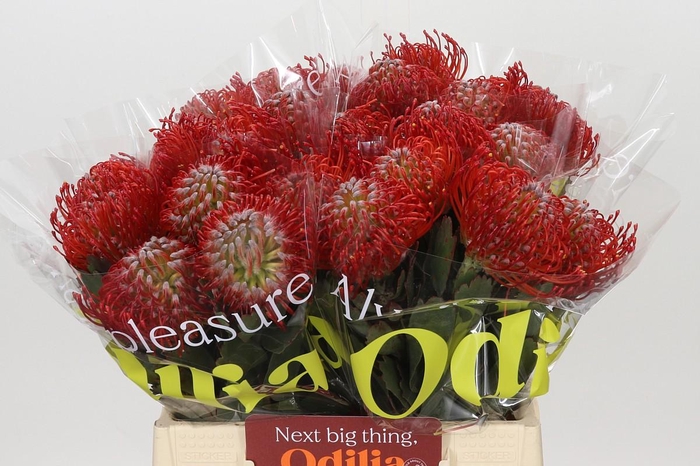 <h4>Nutans Ayoba Red</h4>