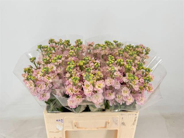 <h4>Matth Stox Champagne</h4>