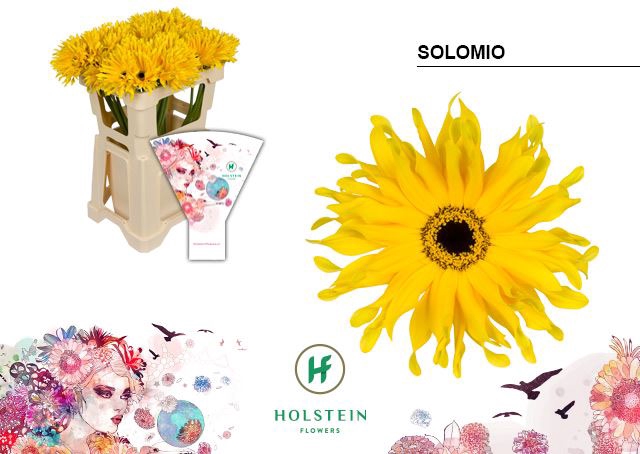 <h4>Gerbera Gerpasta Solomio</h4>