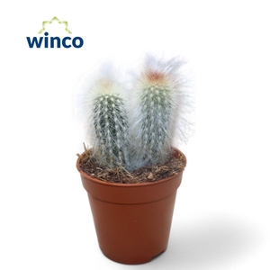 Cleistocactus Straussi