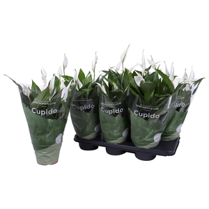 SPATH PEARL CUPIDO