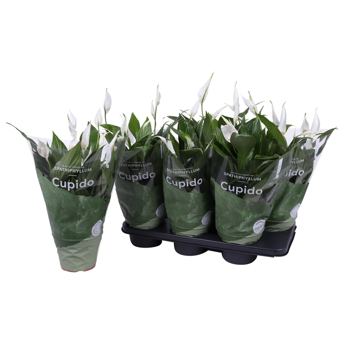 <h4>SPATH PEARL CUPIDO</h4>