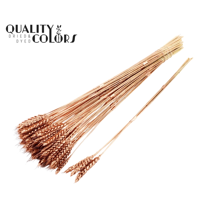 <h4>Triticum 3pc/Tuft Copper</h4>