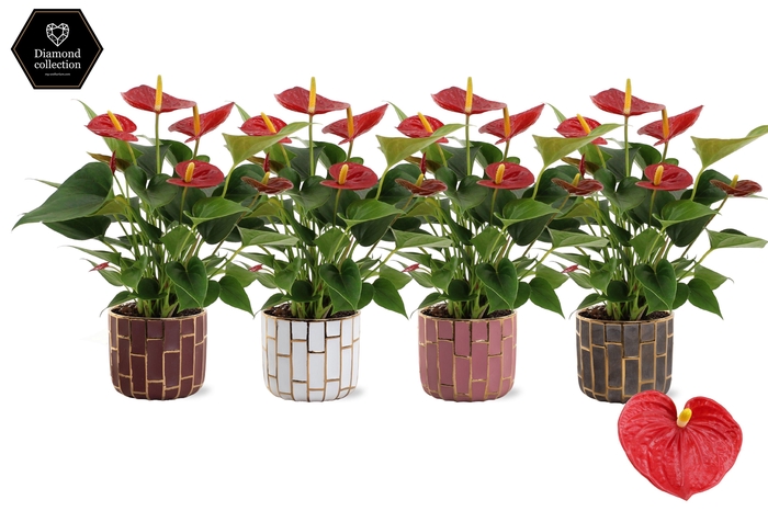 <h4>Anthurium Diamond Red in Pascalle ceramics</h4>