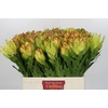 Leucadendron Goldstrike