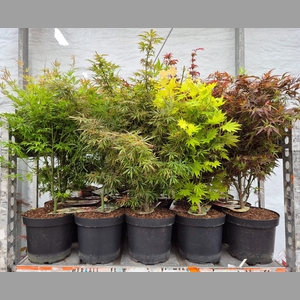ACER PALMATUM