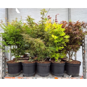 ACER PALMATUM