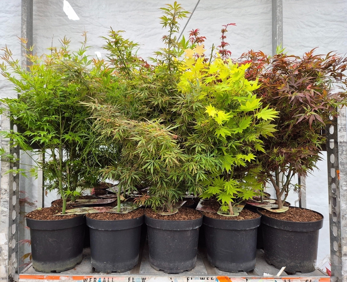 <h4>ACER PALMATUM</h4>