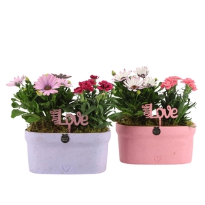 21987: Love outdoor arrangement