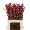 Salix Snow Flake Klb Rood