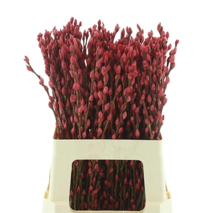 Salix Snow Flake Klb Rood