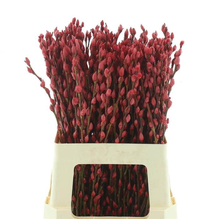 Salix Snow Flake Klb Rood