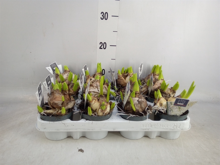 <h4>Hyacinthus orie. 'Multifl' ..</h4>