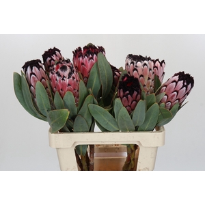 Protea African Didi