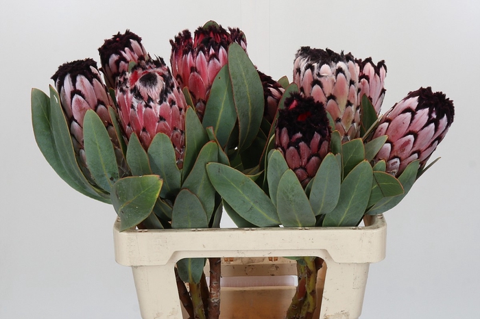 <h4>Protea African Didi</h4>