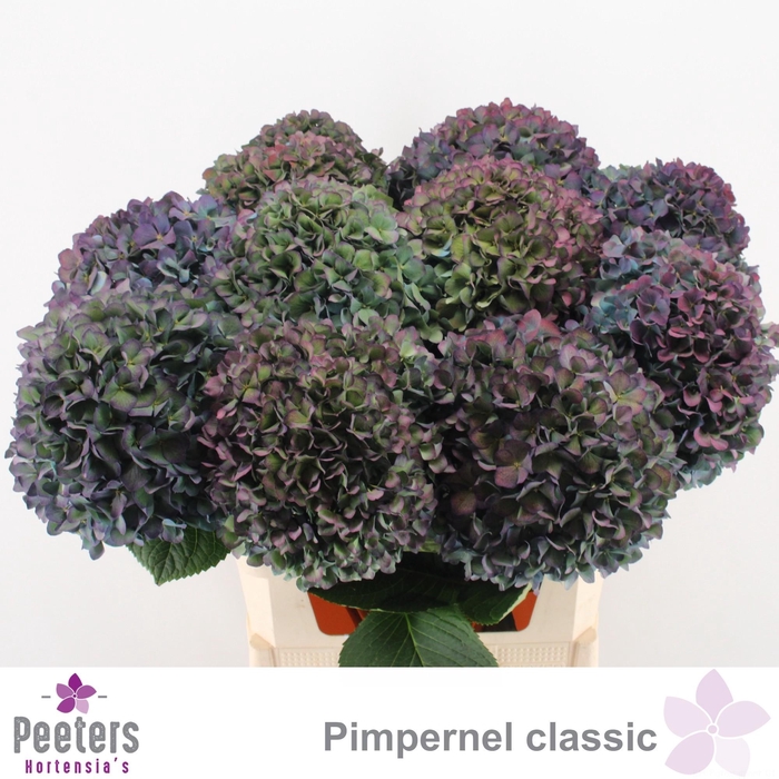 <h4>HYDR M CH PIMPERN CL</h4>