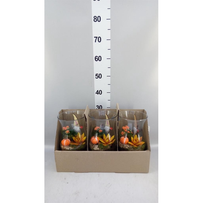 <h4>Arr.    Planten  L%</h4>
