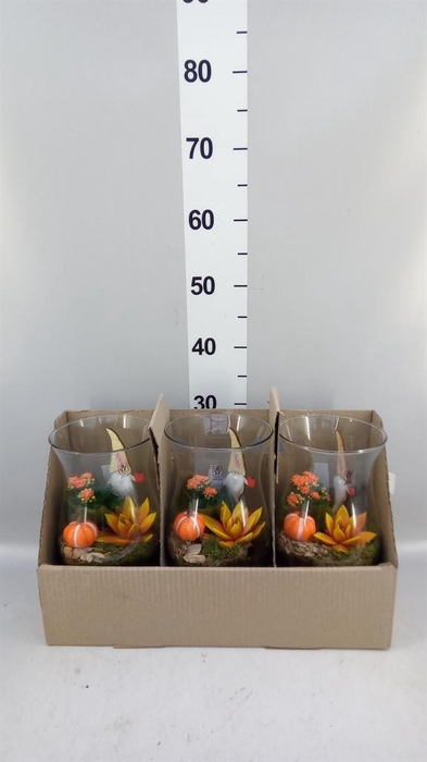 Arr.    Planten  L%