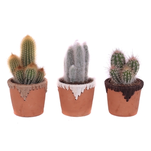 Cactus mix 12 cm in samoa pot
