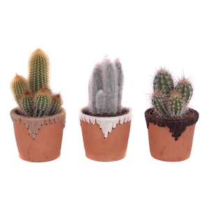 Cactus mix 12 cm in samoa pot